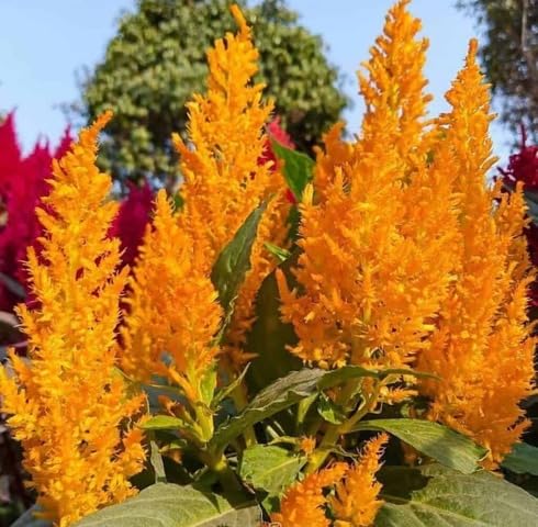Yellow Celosia Flower Seeds – Heirloom, Non-GMO, High Germination Organic Garden Seeds