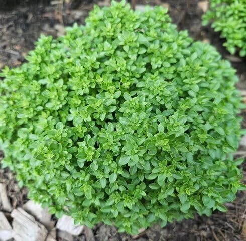 Green Basilicum Minimum Plant Seeds Heirloom Non-GMO High Germination Organic Garden Seeds for Planting