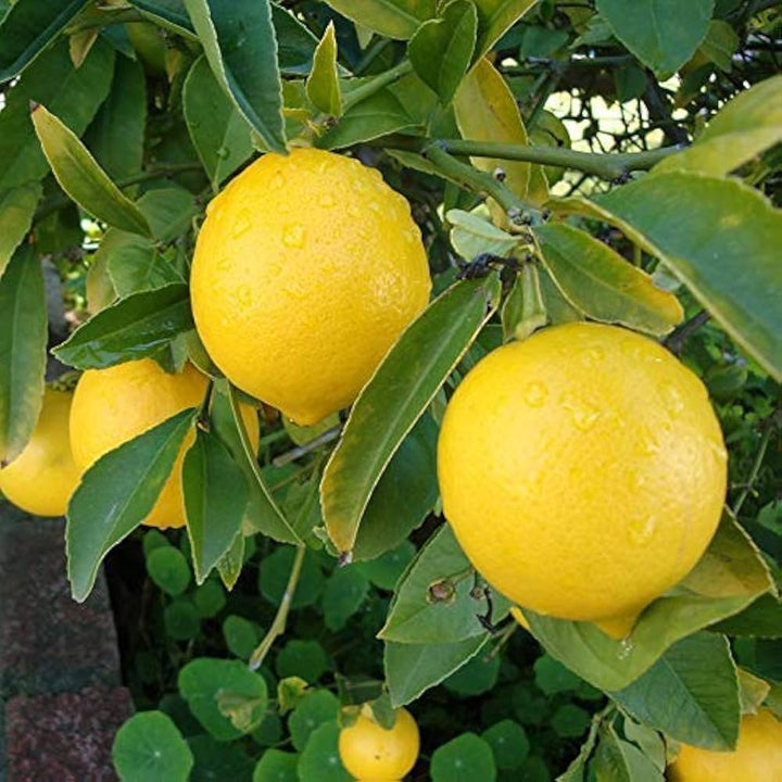 Giant Lemon Seeds Yellow Seeds for Planting – Heirloom Non-GMO High Germination Organic Garden Seeds