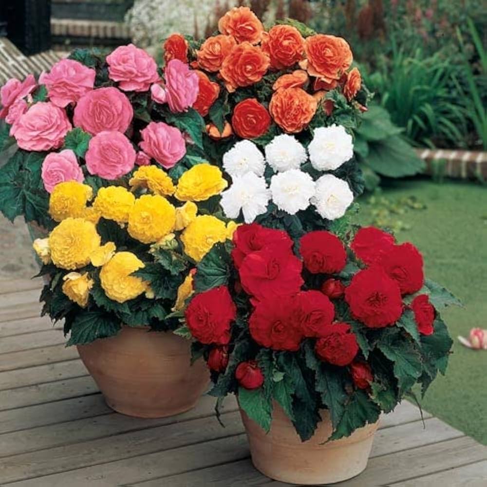 begonia begonia flower seeds