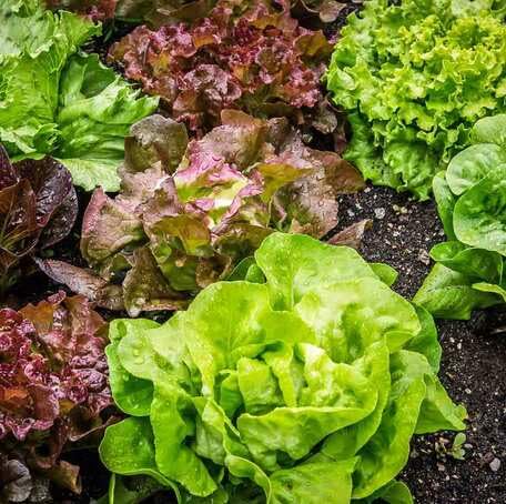 Mixed Lettuce Seeds – Heirloom, Non-GMO, High Germination Organic Garden Seeds Planting