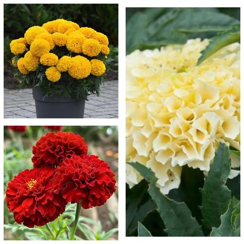 Mixed Marigold Flower Seeds – Heirloom Non-GMO High Germination