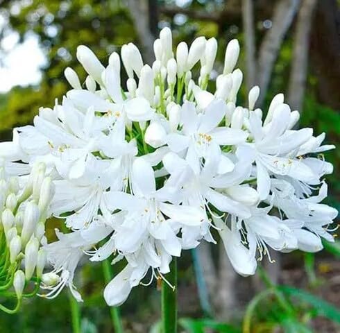 White Agapanthus Flower Seeds Heirloom Non-GMO High Germination Organic Garden Seeds