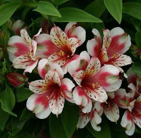 White Pink Alstroemeria Flower Seeds Heirloom Non-GMO High Germination Organic Garden Seeds for Planting