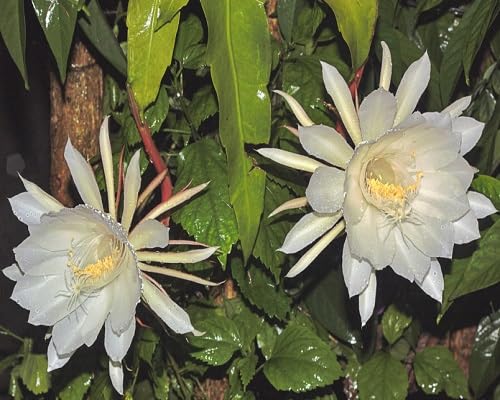 White Epiphyllum Oxypetalum Flower Seeds Heirloom Non-GMO High Germination Organic Garden Seeds for Planting