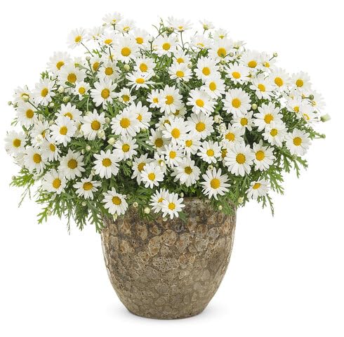 White Daisy Flower Seeds Heirloom Non-GMO High Germination Organic Garden Seeds for Planting
