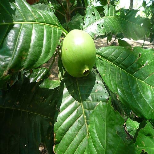 Semillas de Borojó Verde Cimarrón No OGM Alta Germinación Semillas Orgánicas de Jardín para Sembrar