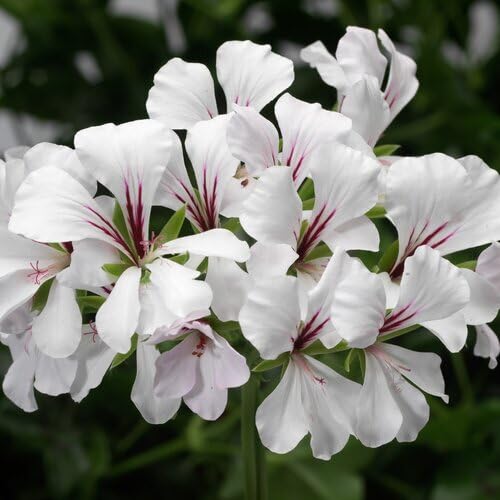 Geranium Flower Seeds White Heirloom Non-GMO High Germination Organic Garden Seeds for Planting