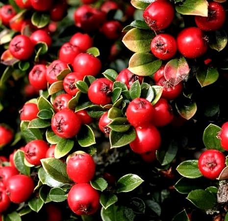 Red Cotoneaster Seeds – Heirloom, Non-GMO, High Germination Organic Garden Seeds