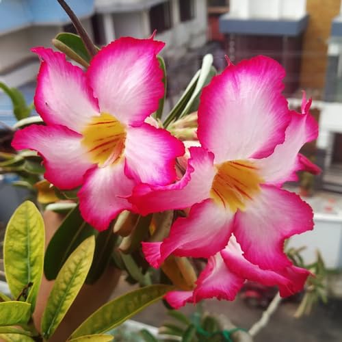 Pink Adenium Obesum Flower Seeds for Planting – Heirloom, Non-GMO, High Germination Organic Garden Seeds