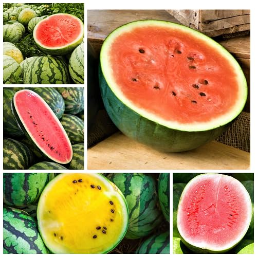 Mixed Xigua Fruit Seeds – Heirloom, Non-GMO, High Germination Organic Garden