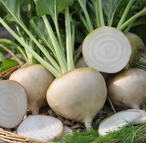 Rote Bete Samen – Alte Sorte, gentechnikfrei, hohe Keimfähigkeit Bio-Gartensamen pflanzen