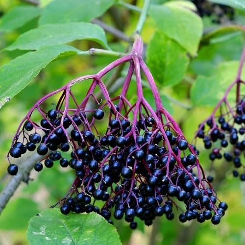 Black Canadensis Seeds Heirloom Non-GMO High Germination Organic Garden Seeds for Planting