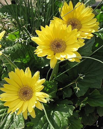 Yellow Gerbera Flower Seeds – Heirloom, Non-GMO, High Germination Seeds