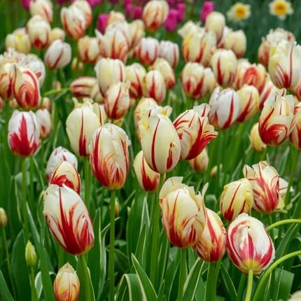 White Red Tulip Flower Seeds for Planting – Heirloom, Non-GMO, High Germination