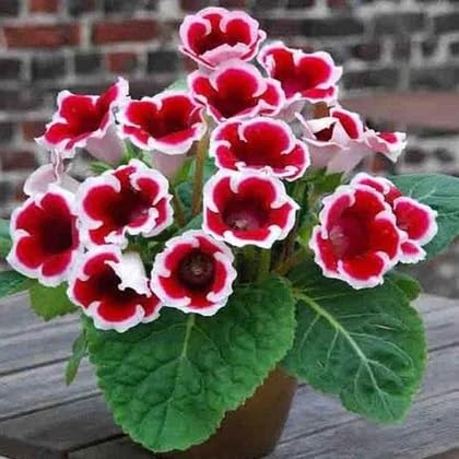 Red Speciosa Gloxinia Flower Seeds Heirloom Non-GMO High Germination Organic Garden Seeds for Planting