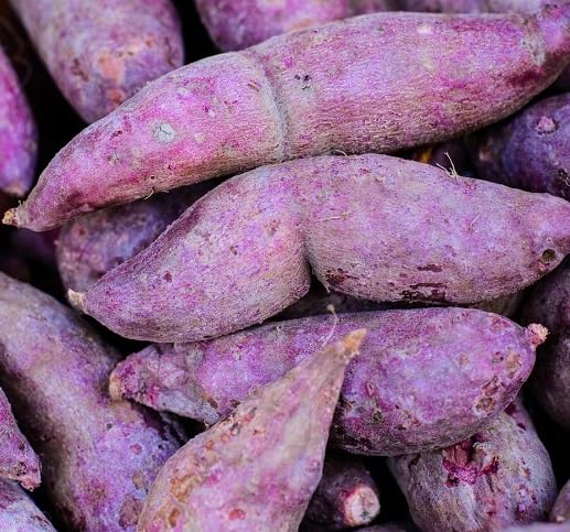 Purple Sweet Potato Seeds – Heirloom, Non-GMO, High Germination Organic Garden Seeds Planting