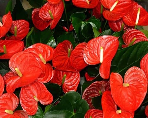 Red Spathiphyllum Flowers Seeds – Heirloom, Non-GMO, High Germination Organic Garden Seeds