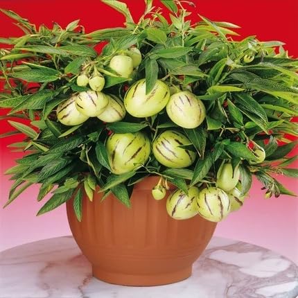 Semillas de Pepino – Ecológicas, No Transgénicas, de Alta Germinación para Huerto Ecológico