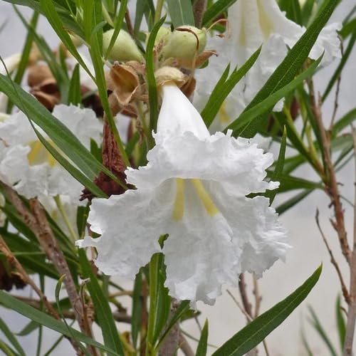 White Chilopsis Linearis Flower Seeds Heirloom Non-GMO High Germination Organic Garden Seeds for Planting