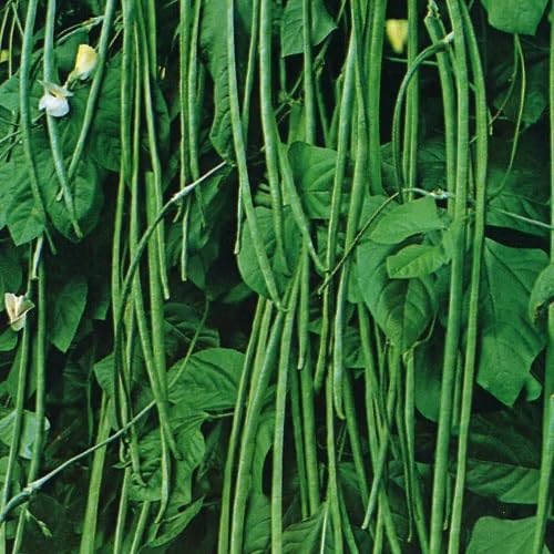 Yard Long Bean Vegetable Green Seeds – Heirloom, Non-GMO, High Germination Organic Garden Seeds