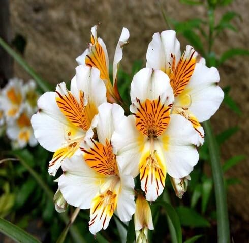 White Yellow Alstroemeria Flower Seeds – Heirloom, Non-GMO, High Germination