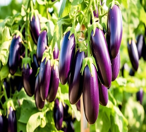 Eggplant – Heirloom, Non-GMO, High Germination Organic Garden Seeds Planting