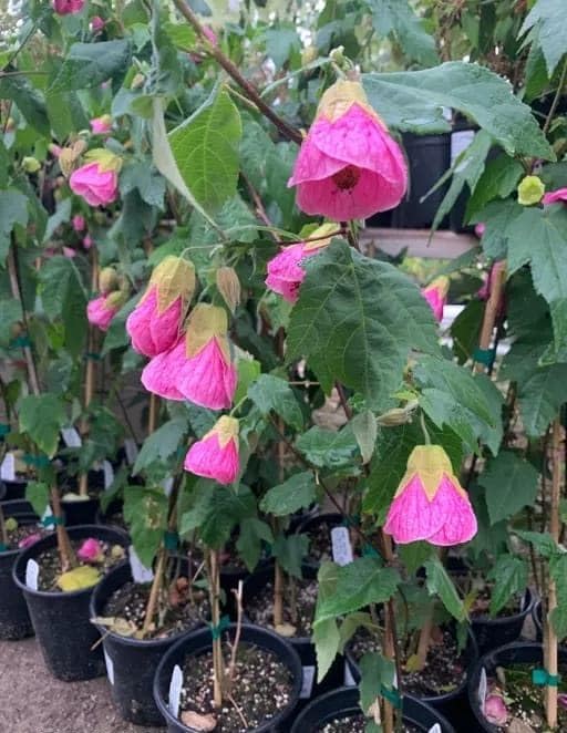 Pink Lantern Hibiscus Flower Seeds – Heirloom, Non-GMO, High Germination Seeds