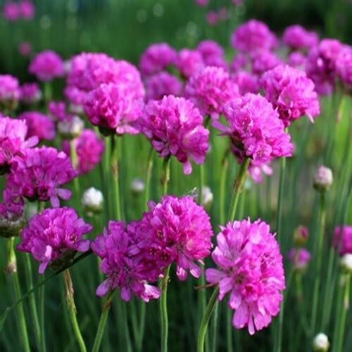 pink giant flower seeds