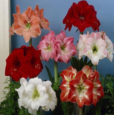 Hemerocallis Flower Seeds Mixed for Planting – Heirloom, Non-GMO, High Germination Organic Garden Seeds