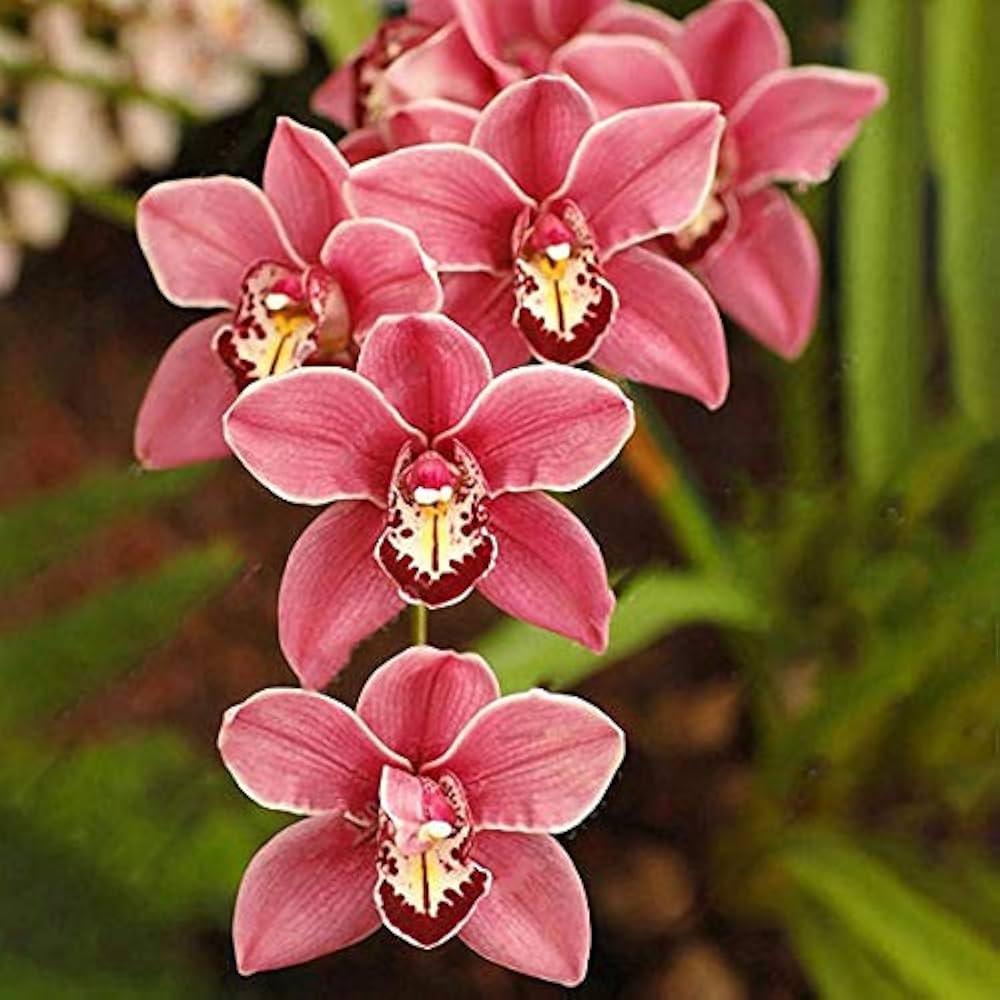 chinese bonsai flower seeds