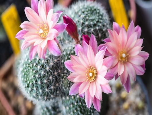 pink cactus flower seeds