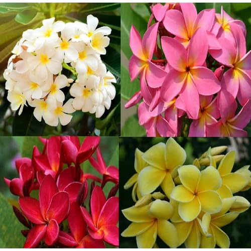 Mixed Plumeria Flower Seeds – Heirloom, Non-GMO, High Germination Organic Garden Seeds