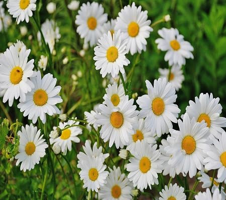 White Daisy Flower Seeds Heirloom Non-GMO High Germination Organic Garden Seeds for Planting