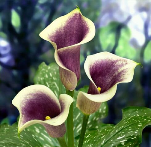 White Purple Calla Lilly Flower Seeds Heirloom Non-GMO High Germination Organic Garden Seeds for Planting