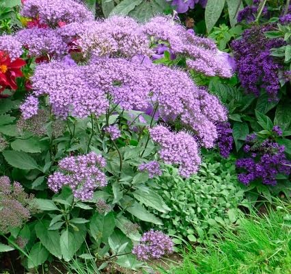 Semillas de flor Trachelium Caeruleum Púrpura, reliquia, sin OMG, alta germinación, semillas de jardín orgánicas para plantar