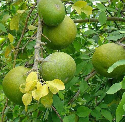 Green Aegle Marmelos Seeds – Heirloom, Non-GMO, High Germination Organic Garden Seeds