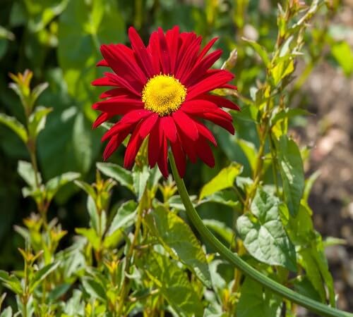 Red Pyrethrum Flower Seeds Heirloom Non-GMO High Germination Organic Garden Seeds for Planting