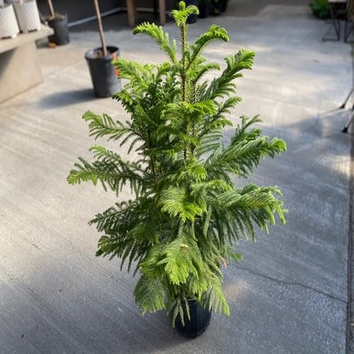 greenaraucariaheirloomnongmo flower seeds