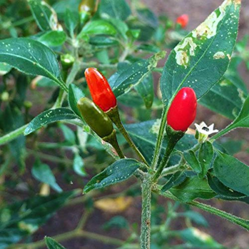 Pequin Pepper Seeds for Planting