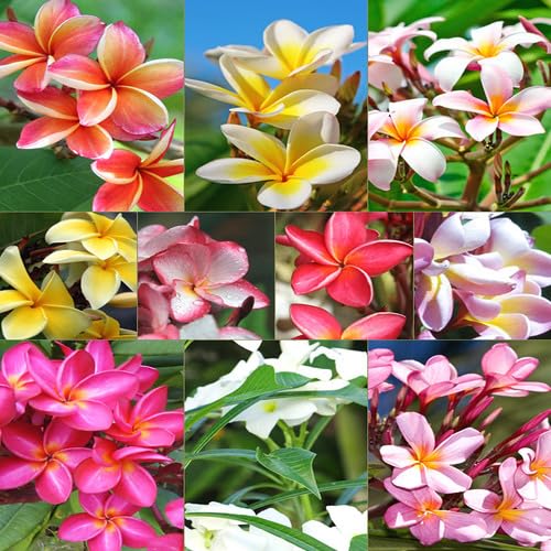 Mixed Plumeria Flower Seeds – Heirloom, Non-GMO, High Germination Organic Garden Seeds