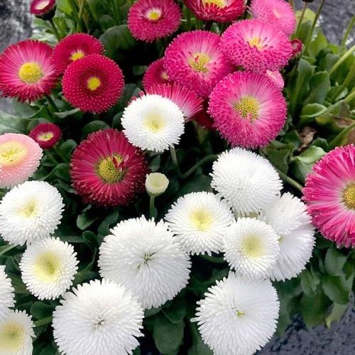 Mixed Daisy Flower Seeds – Heirloom, Non-GMO, High Germination Seeds