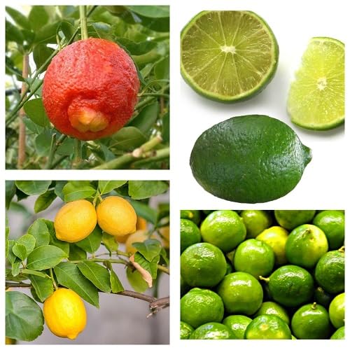 Mixed Lemon Seeds – Heirloom, Non-GMO, High Germination Organic Garden Seeds for Planting
