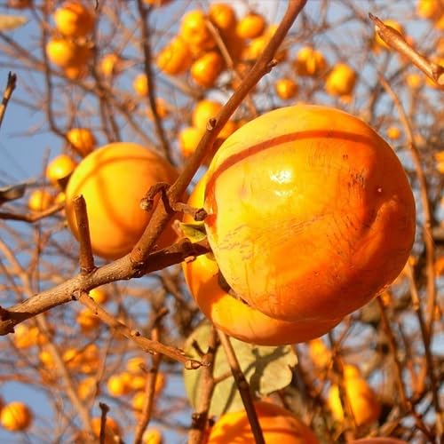 Orange Permission Seeds – Heirloom, Non-GMO, High Germination Organic Garden Seeds