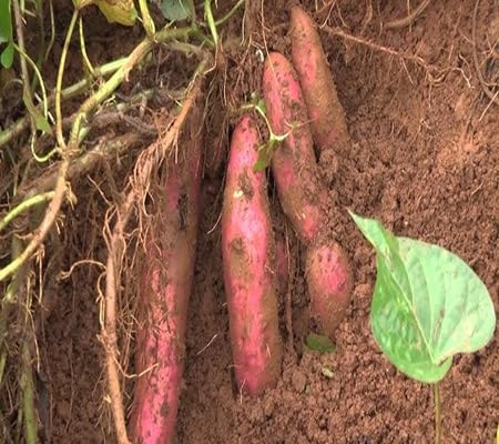 Sweet Potato Seeds – Heirloom, Non-GMO, High Germination Organic Garden Seeds Planting