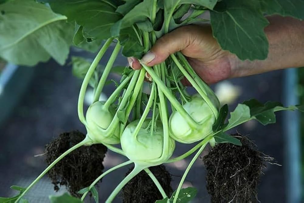 Green Kohlrabi Seeds for Planting – Heirloom, Non-GMO, High Germination Organic Vegetable Garden Seeds