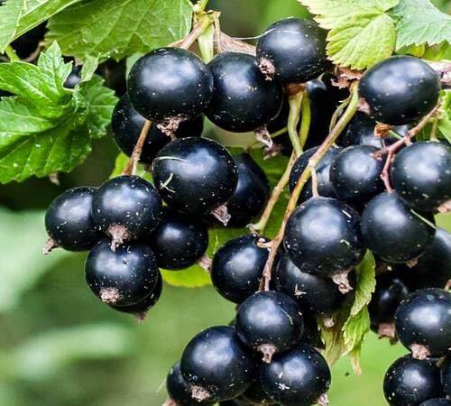 Black Currant Seeds – Heirloom, Non-GMO, High Germination Organic Garden Seeds