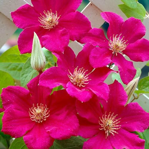 pink giant flower seeds