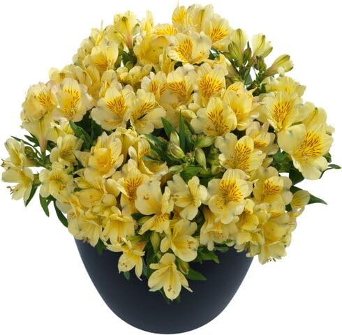 Yellow Alstroemeria Revoluta Flower Seeds – Heirloom, Non-GMO, High Germination
