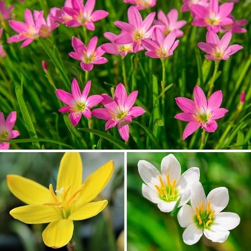 Zephyranthes Flower Seeds Mixed – Heirloom Non-GMO High Germination Organic Garden Seeds